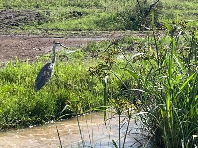Half Day Bird Watching Tour Nairobi National Park - The Heart of the Experience: A Detailed Look at the Tour