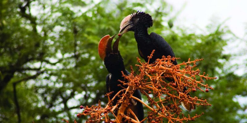Half Day Bird Watching Tour Nairobi National Park - Final Thoughts: Who Should Consider Booking?
