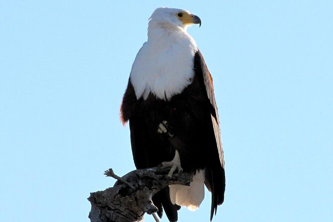 Half-Day Birding Tour of Livingstone - Key Points