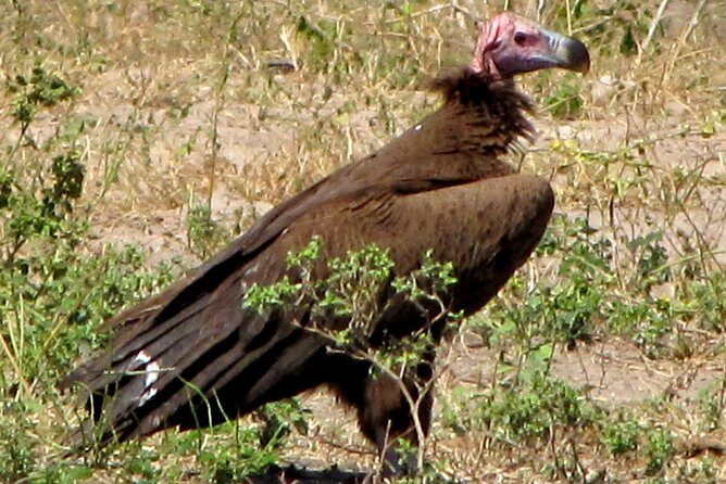 Half-Day Birding Tour of Livingstone - What Makes This Tour Special?