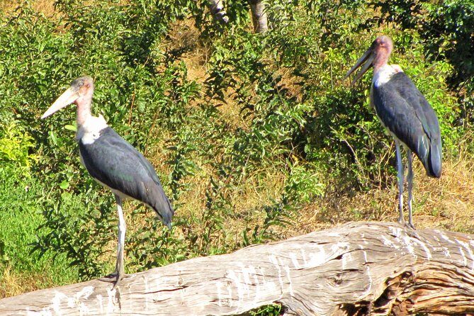 Half-Day Birding Tour of Livingstone - The Value and Why It’s Worth Considering