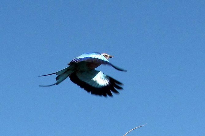 Half-Day Birding Tour of Livingstone - Who Should Book This Tour?