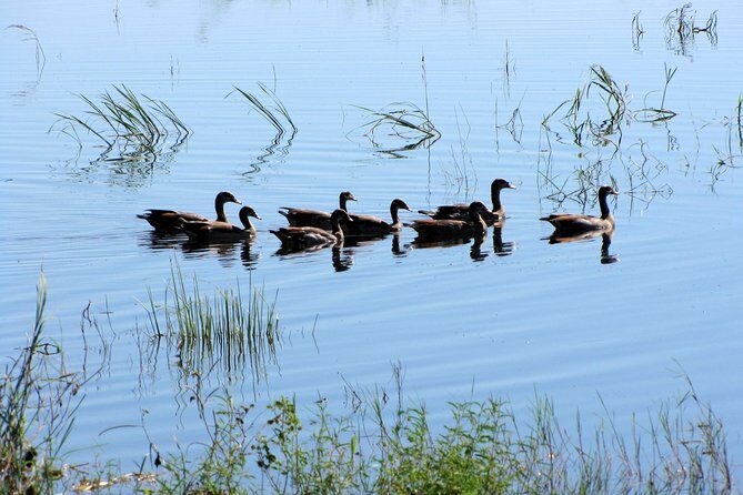 Half-Day Birding Tour of Livingstone - Final Thoughts
