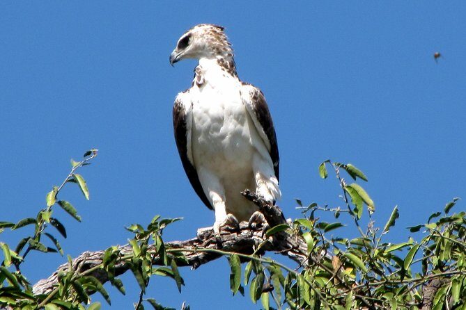 Half-Day Birding Tour of Livingstone - FAQ
