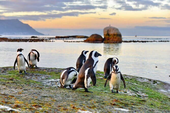 Half Day Boulders Penguins and Cape Point Small Group Tour - St. James Beach and Fish Hoek