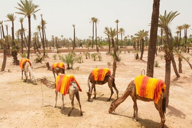 Half Day Camel Ride Palm Grove - Relaxing Half Day Camel Ride in Marrakech’s Palm Grove
