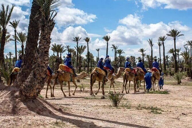 Half Day Camel Ride Palm Grove - Key Points