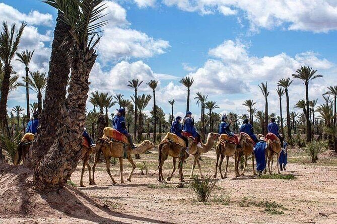Half Day Camel Ride Palm Grove - Practical Details and Value for Money