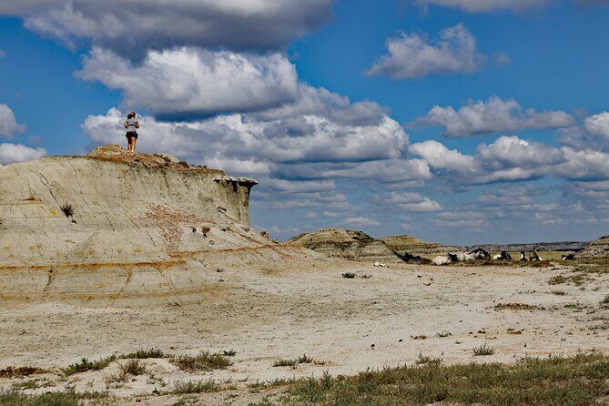 Half Day Chasing Horses Wildlife Photography Experience in North Dakota - Key Points
