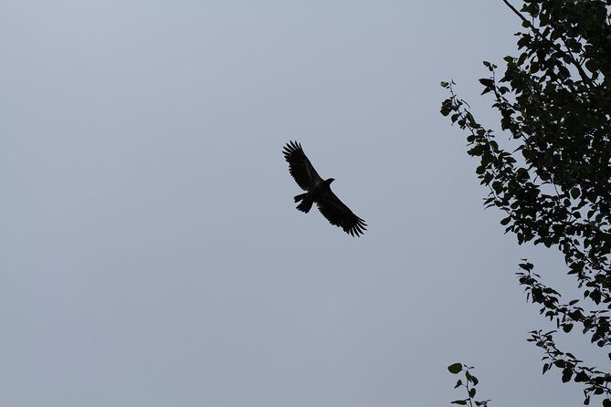 Half-Day Chilkat Bald Eagle Preserve Float Tour - Who Will Love This Tour?