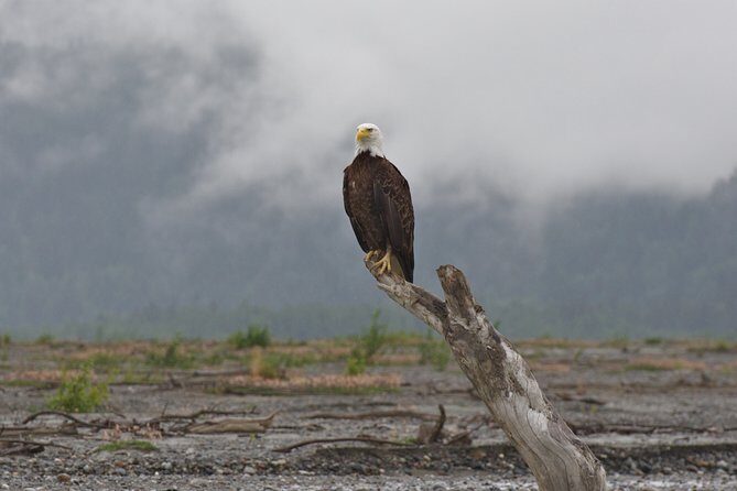 Half-Day Chilkat Bald Eagle Preserve Float Tour - FAQ