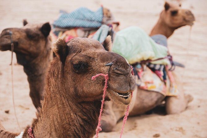 Half Day Desert Safari Jaisalmer - What is the Half Day Desert Safari Jaisalmer?