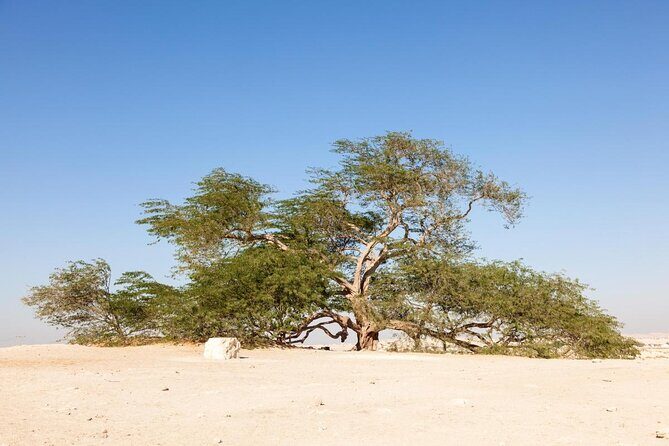 Half-Day Desert Tour - A Complete Breakdown of the Tour