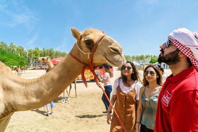 Half-Day Desert Tour - Practical Details & What You Can Expect