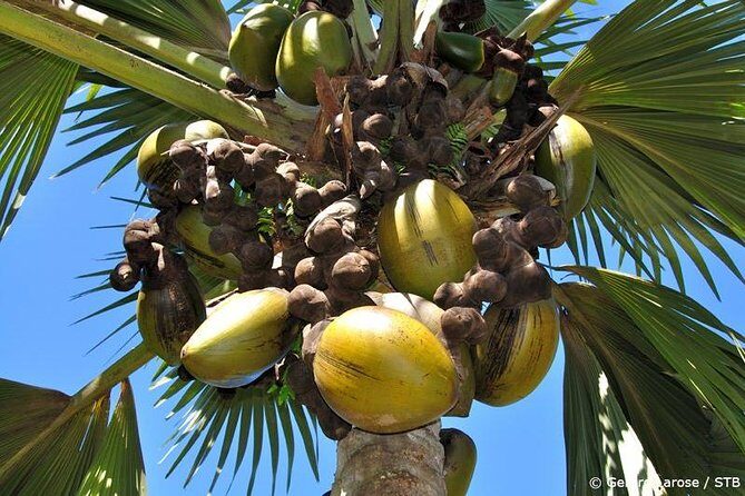 Half Day Discovery Tour of Vallee de Mai on Praslin Island - An Honest Look at the Vallee de Mai Discovery Tour