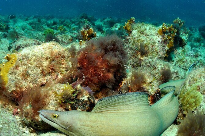 Half-Day Diving in Sal - Who Should Consider This Tour?