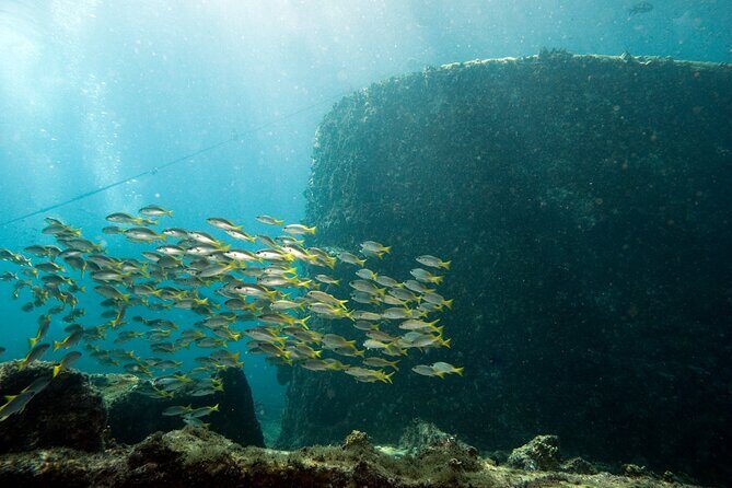 Half-Day Diving in Sal - The Sum Up