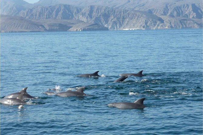 Half Day Dolphin Watching Musandam Dhow Cruise - Is It Worth the Price?