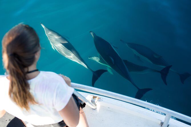 Half Day Dolphin & Wildlife Cruise - Tauranga - Setting the scene: Tauranga’s marine environment