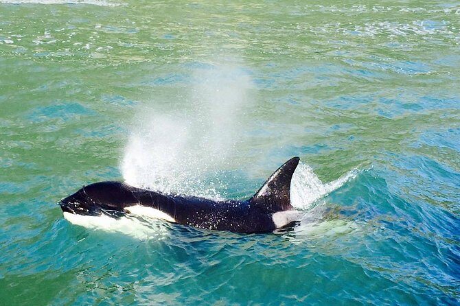 Half Day Dolphin & Wildlife Cruise - Tauranga - Wildlife spotting: What you might see