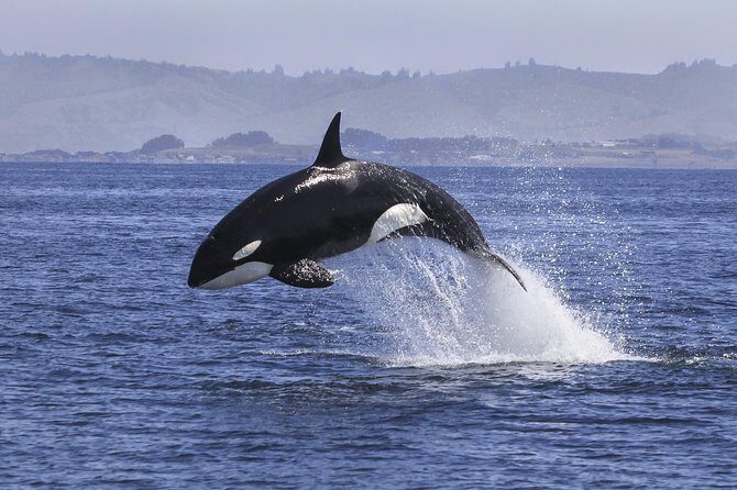 Half Day Dolphin & Wildlife Cruise - Tauranga - The value for money