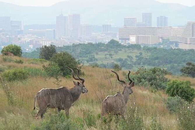 Half Day E-Biking with Wildlife Watching in Pretoria - Key Points