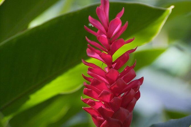 Half-Day El Yunque National Forest Tour from San Juan - FAQ