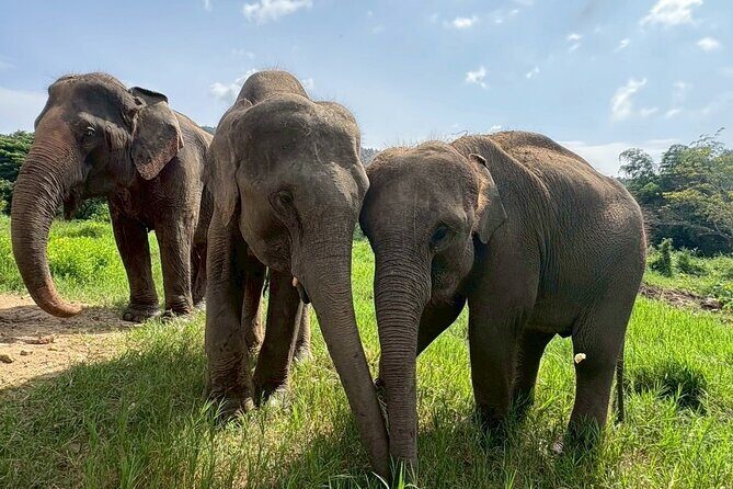 Half Day Elephant care and Whitewater Rafting Adventure - FAQ