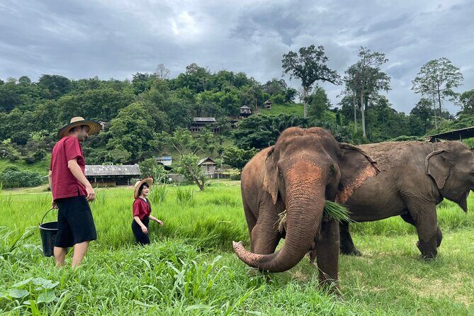 Half-Day Elephant Experience at Rantong - The Whole Experience: What to Expect