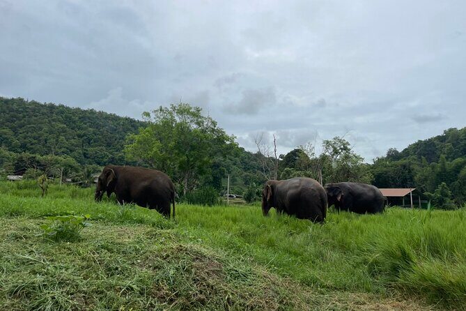 Half-Day Elephant Experience at Rantong - Authenticity & Ethical Focus