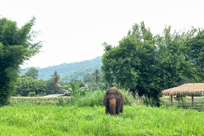 Half-Day Elephant Experience at Rantong - Final Thoughts