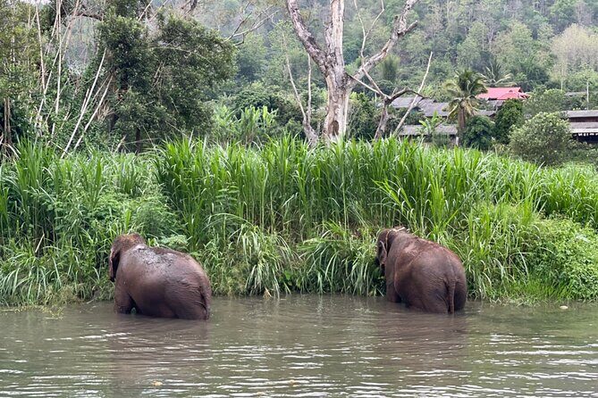 Half-Day Elephant Experience at Rantong - Final Words