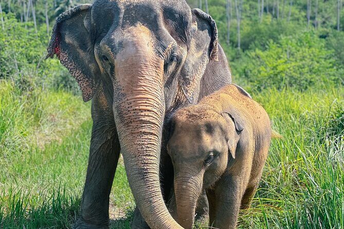 Half Day Elephant Home Sanctuary in Samui - Key Points