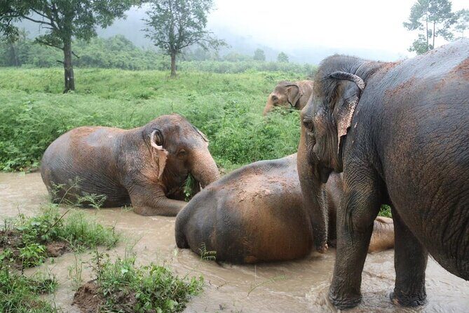 Half Day Elephant Home Sanctuary in Samui - A Deep Dive into the Experience