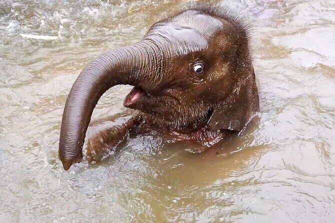 Half Day: Elephant Village Sanctuary - Introduction