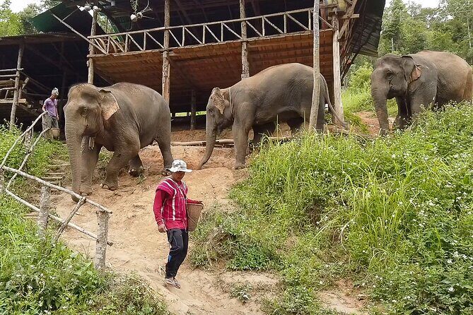 Half Day: Elephant Village Sanctuary - Practicalities and What to Expect