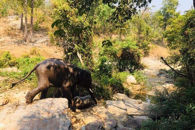 Half day Elephants in Nature Experience (Morning) - An Honest Look at the Experience