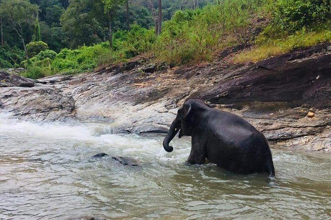 Half day Elephants in Nature Experience (Morning) - The Value Proposition
