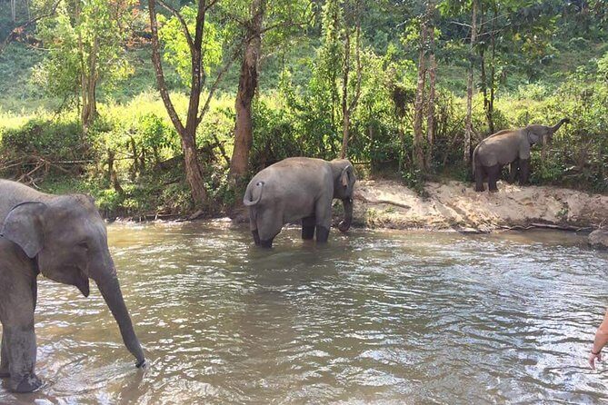 Half day Elephants in Nature Experience (Morning) - The Sum Up
