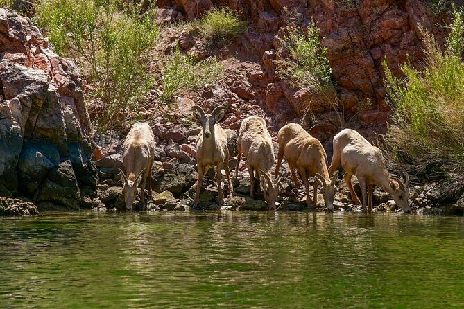 Half Day Emerald and Echo Cave Kayak Adventure - Key Points