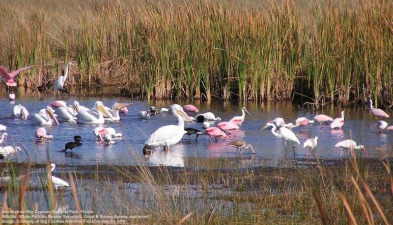 Half-Day Everglades Airboat Tours and Transportation - The Pickup and Transportation