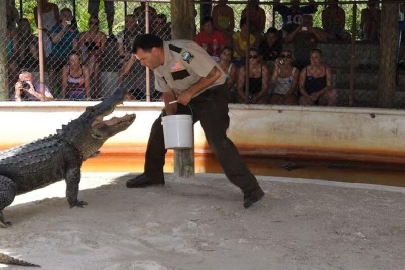 Half-Day Everglades Airboat Tours and Transportation - The Alligator Show and Wildlife Encounters