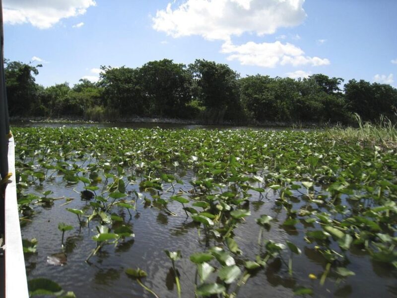 Half-Day Everglades Airboat Tours and Transportation - The Experience’s Limitations