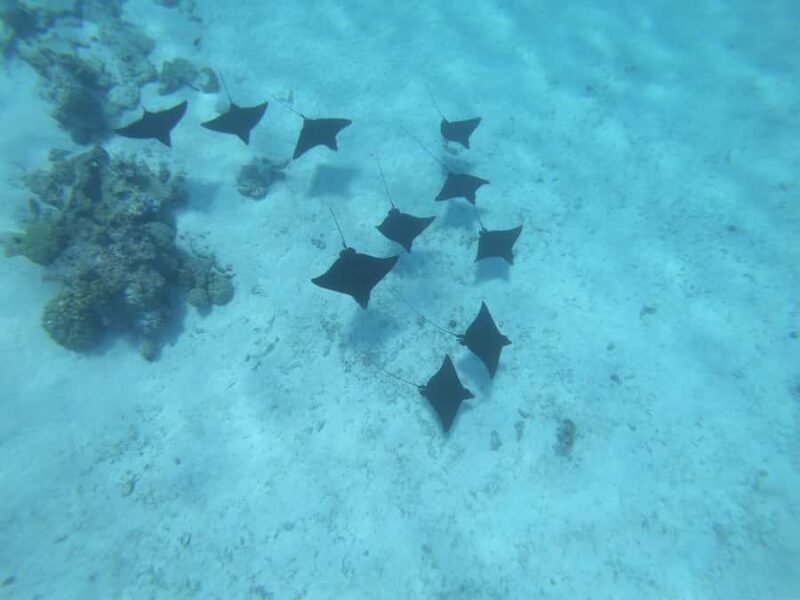 Half day for Snorkeling, Legends, History with O-sea Bora - FAQ