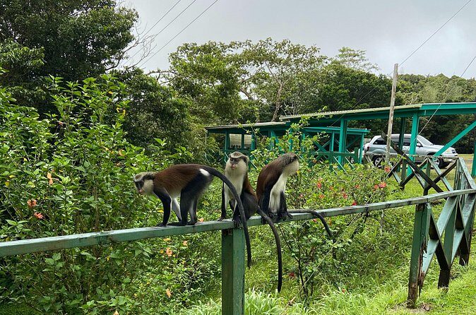 Half Day Grenada Seven Sisters, Grand Etang Nature Center Hiking Tour - The Itinerary in Detail
