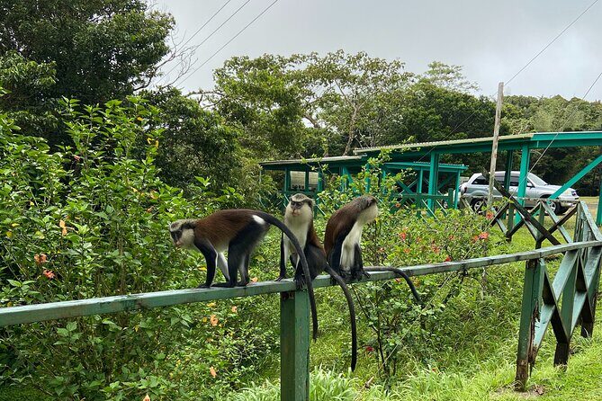 Half Day Grenada Seven Sisters, Grand Etang Nature Center Hiking Tour - The Logistics and Practicalities