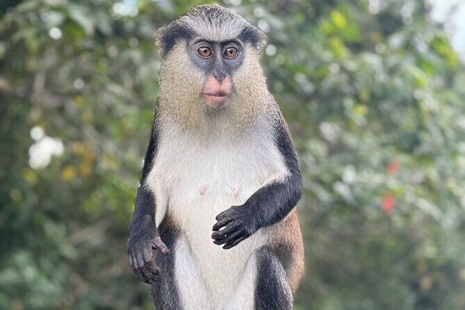 Half-Day Grenada Tour With Easy - Introduction