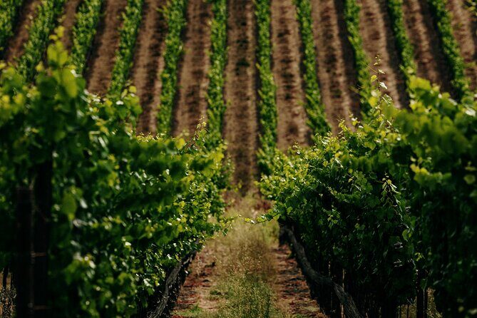 Half Day Guided Electric Bike Wine Tasting Tour with Lunch - Practical Details and Value