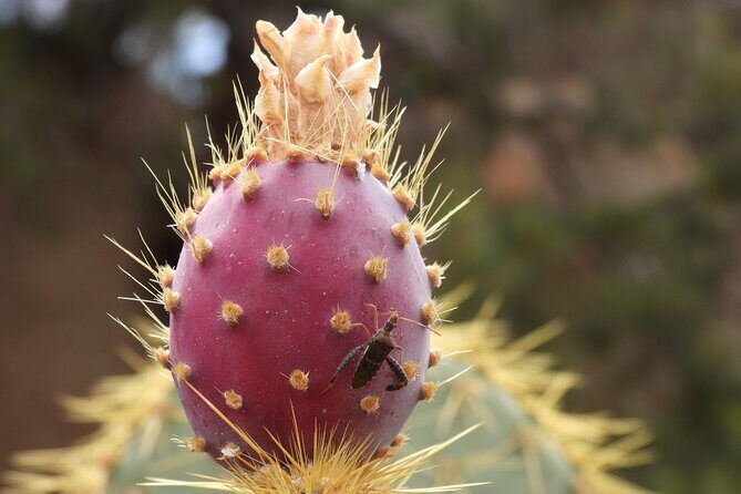 Half-Day Guided Hike in Joshua Tree National Park - Introduction to the Tour Experience