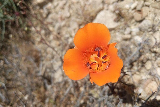 Half-Day Guided Hike in Joshua Tree National Park - Practical Details and Tips